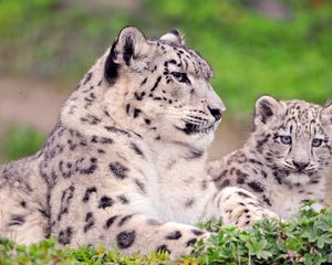 Preview wallpaper snow leopard, spotted, color, big cats, predators