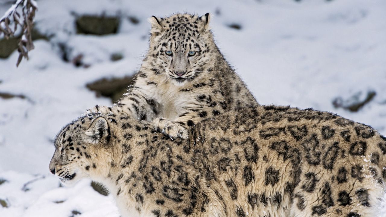 Wallpaper snow leopard, steam, snow, cats