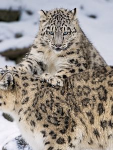 Preview wallpaper snow leopard, steam, snow, cats