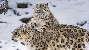 Preview wallpaper snow leopard, steam, snow, cats