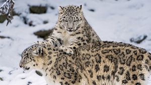 Preview wallpaper snow leopard, steam, snow, cats