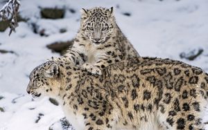 Preview wallpaper snow leopard, steam, snow, cats