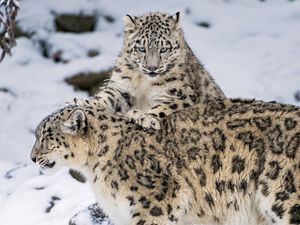 Preview wallpaper snow leopard, steam, snow, cats