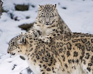 Preview wallpaper snow leopard, steam, snow, cats