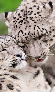 Preview wallpaper snow leopard, steam, tenderness, caring, predators