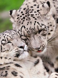 Preview wallpaper snow leopard, steam, tenderness, caring, predators