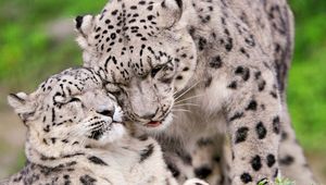 Preview wallpaper snow leopard, steam, tenderness, caring, predators