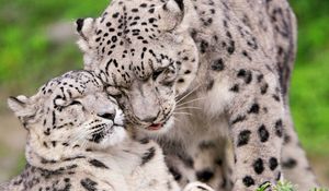 Preview wallpaper snow leopard, steam, tenderness, caring, predators