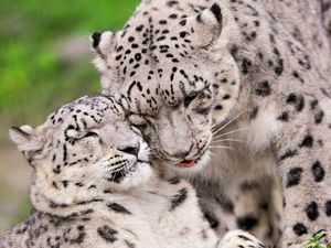 Preview wallpaper snow leopard, steam, tenderness, caring, predators