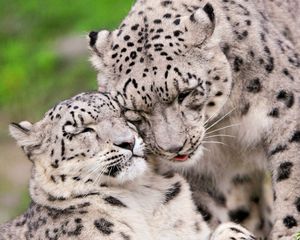 Preview wallpaper snow leopard, steam, tenderness, caring, predators