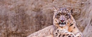 Preview wallpaper snow leopard, stone, moss, down, predator