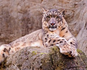 Preview wallpaper snow leopard, stone, moss, down, predator