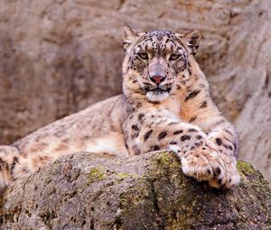 Preview wallpaper snow leopard, stone, moss, down, predator