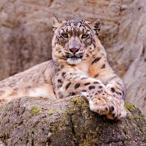 Preview wallpaper snow leopard, stone, moss, down, predator