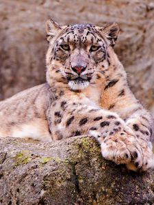 Preview wallpaper snow leopard, stone, sitting, waiting