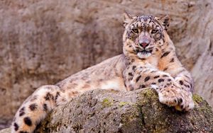 Preview wallpaper snow leopard, stone, sitting, waiting