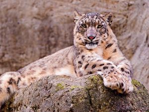 Preview wallpaper snow leopard, stone, sitting, waiting