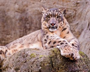 Preview wallpaper snow leopard, stone, sitting, waiting