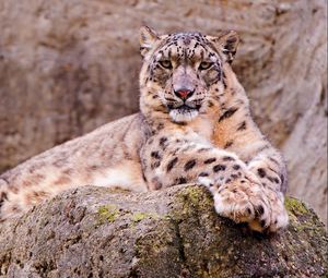 Preview wallpaper snow leopard, stone, sitting, waiting