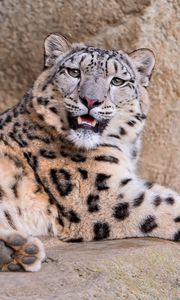 Preview wallpaper snow leopard, stones lie, teeth, anger, predator
