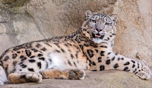 Preview wallpaper snow leopard, stones lie, teeth, anger, predator