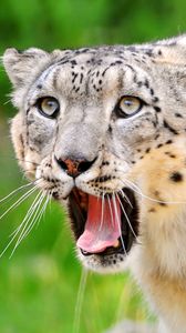 Preview wallpaper snow leopard, teeth, open mouth, face, look, predator