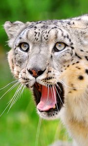 Preview wallpaper snow leopard, teeth, open mouth, face, look, predator