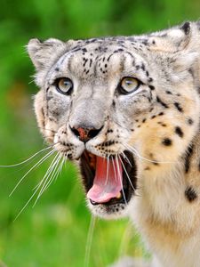 Preview wallpaper snow leopard, teeth, open mouth, face, look, predator