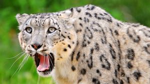 Preview wallpaper snow leopard, teeth, open mouth, face, look, predator