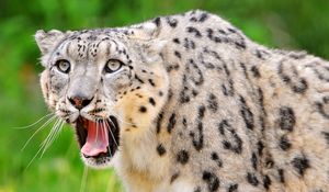 Preview wallpaper snow leopard, teeth, open mouth, face, look, predator