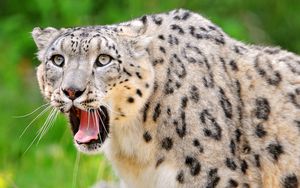 Preview wallpaper snow leopard, teeth, open mouth, face, look, predator