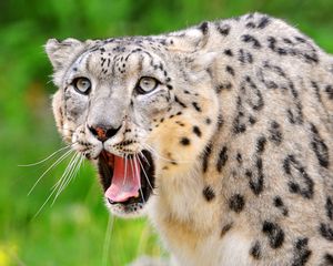 Preview wallpaper snow leopard, teeth, open mouth, face, look, predator