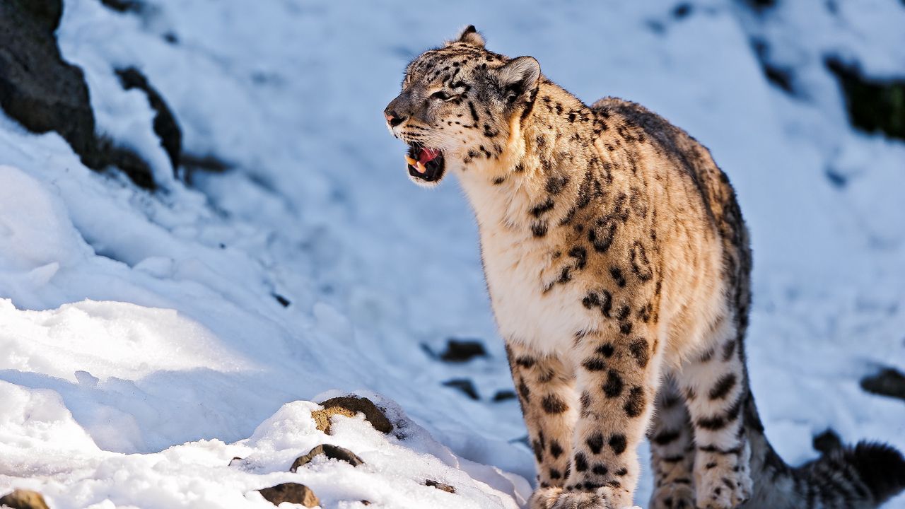 Wallpaper snow leopard, teeth, snow, walk, predator