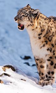 Preview wallpaper snow leopard, teeth, snow, walk, predator