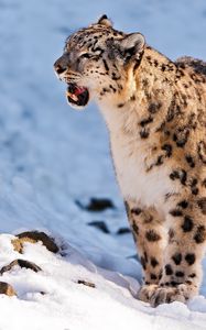 Preview wallpaper snow leopard, teeth, snow, walk, predator