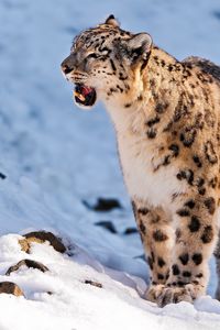 Preview wallpaper snow leopard, teeth, snow, walk, predator