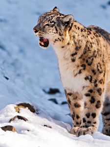 Preview wallpaper snow leopard, teeth, snow, walk, predator