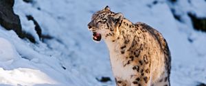 Preview wallpaper snow leopard, teeth, snow, walk, predator