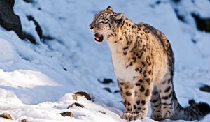 Preview wallpaper snow leopard, teeth, snow, walk, predator