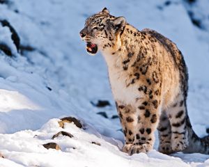 Preview wallpaper snow leopard, teeth, snow, walk, predator