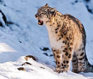 Preview wallpaper snow leopard, teeth, snow, walk, predator