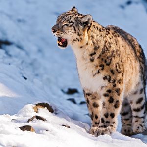Preview wallpaper snow leopard, teeth, snow, walk, predator