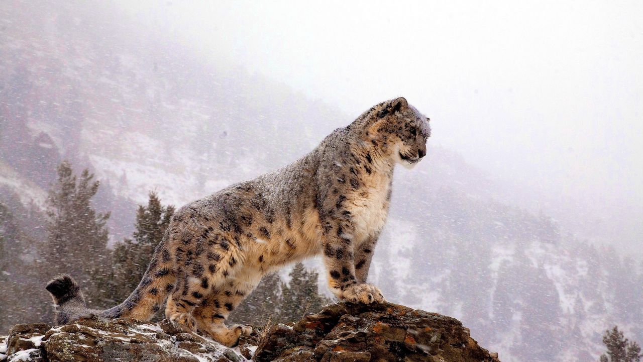 Wallpaper snow leopard, top, big cat, predator