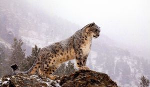 Preview wallpaper snow leopard, top, big cat, predator