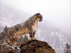 Preview wallpaper snow leopard, top, big cat, predator
