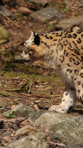 Preview wallpaper snow leopard, walk, predator, big cat