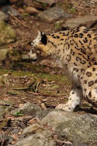 Preview wallpaper snow leopard, walk, predator, big cat