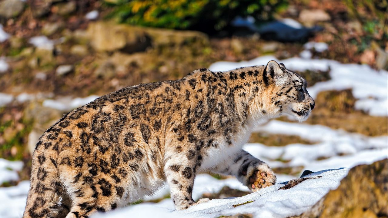 Wallpaper snow leopard, walking, snow, rocks, predator