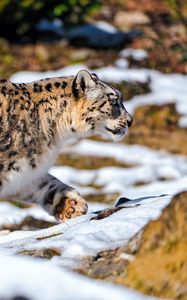 Preview wallpaper snow leopard, walking, snow, rocks, predator