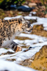 Preview wallpaper snow leopard, walking, snow, rocks, predator